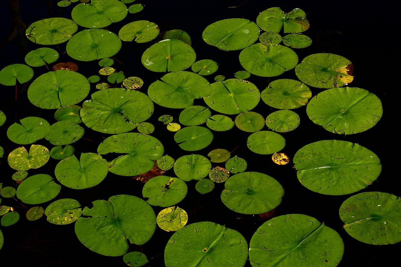 lily pad aquatic plants on a pond surface